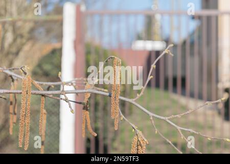 Haselnussbaum mit Blumen im Winter Stockfoto