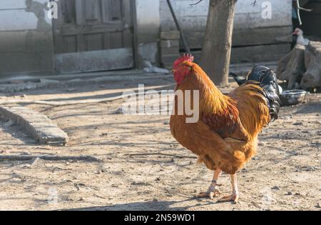 Hahn im Garten Stockfoto