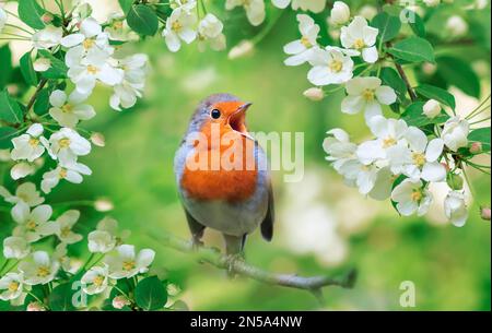 Ein heller Rotkehlchen sitzt auf einem blühenden Apfelbaum in einem Frühlingsgarten und singt Stockfoto