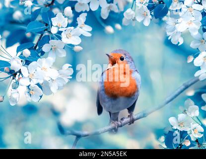 Ein heller Rotkehlchen singt auf einem blühenden Apfelbaum im Frühlingsgarten Stockfoto