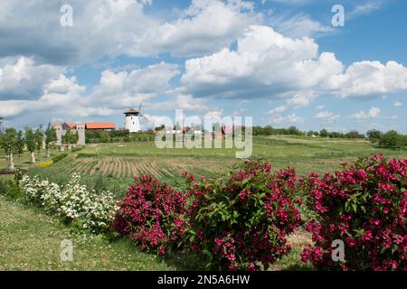 Windmühle in Chvalkovice, Südmähren, Tschechische Republik. Wunderschöne Felder mit Blumen. Stockfoto