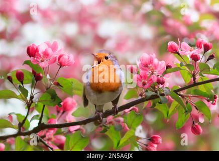 Ein leuchtender Rotkehlchen sitzt auf einem blühenden rosa Apfelbaum im Frühlingsgarten und singt Stockfoto