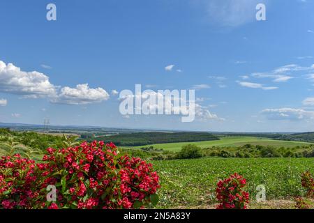 Windmühle in Chvalkovice, Südmähren, Tschechische Republik. Wunderschöne Felder mit Blumen. Stockfoto