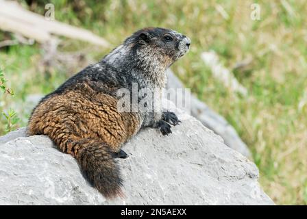 Murmeltier, Marmota caligata, einzelnes Tier, das auf einem Felsen ruht, Medicine Lake, Rocky Mountains, Kanada Stockfoto