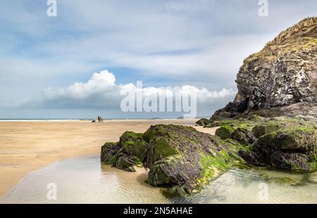 Hundefreunde an einem eiskalten, sehr windigen Tag im März. Aufgenommen am Hayle Beach in North Cornwall mit Blick auf den Leuchtturm von Godrevy Stockfoto