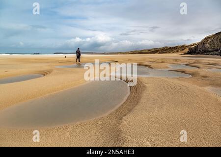 Ein Hundeführer an einem eiskalten, sehr windigen Tag im März. Aufgenommen am Hayle Beach in North Cornwall mit Blick auf den Leuchtturm von Godrevy Stockfoto