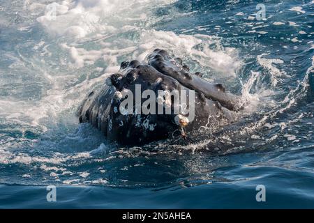 Buckelwal, Megaptera novaeangliae, Nahaufnahme des Mundes eines Erwachsenen, der Barnius auf der Haut zeigt, Hervey Bay, Queensland, Australien Stockfoto