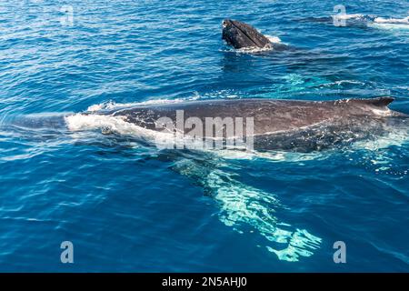 Buckelwal, Megaptera novaeangliae, zwei Erwachsene schwimmen auf der Meeresoberfläche, Hervey Bay, Queensland, Australien Stockfoto