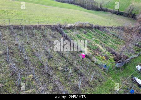 Drohnenansicht eines erfahrenen weißen Landwirts allein im Winterschnitt französisches Rebsystem in den Hügeln an einem sonnigen kalten Tag Stockfoto