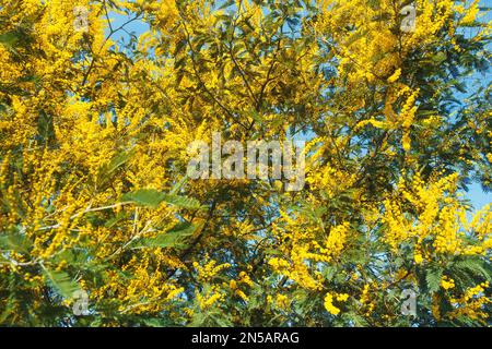 Gelbe Mimosablüten oder Acacia Dealbata blühen auf dem Frühlingsbaum. Frühjahrsferien-Hintergrund Stockfoto