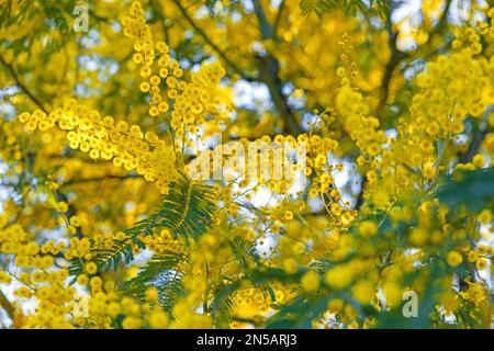 Nahaufnahme eines blühenden Zweigs gelber Mimosablüten im Frühling. Frauentag-Hintergrund. Naturkonzept Stockfoto