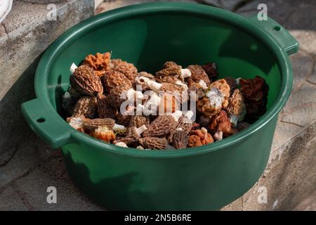 Ein Haufen frisch geernteter Frühlingspilze in einer Schüssel Stockfoto