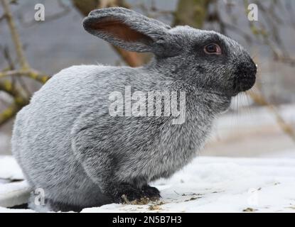 Kaninchen der Silberrasse Poltava, in der Ukraine gezüchtet Stockfoto