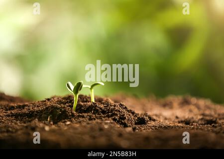 Kleine grüne Setzlinge, die im Boden wachsen, Nahaufnahme Stockfoto