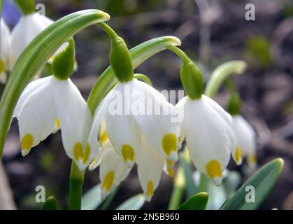 Im Frühling blüht das Leucojum vernum in freier Wildbahn Stockfoto