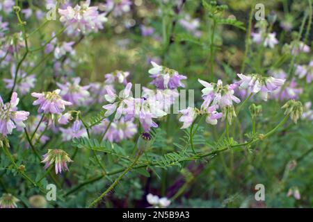 In der Natur wächst die Securigera Varia in Wildgräsern Stockfoto