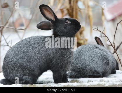 Kaninchen der Silberrasse Poltava, in der Ukraine gezüchtet Stockfoto