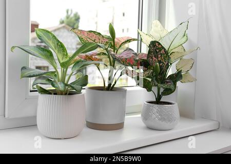 Exotische Zimmerpflanzen mit wunderschönen Blättern auf Fensterbank zu Hause Stockfoto