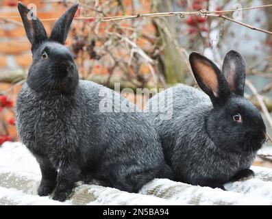 Kaninchen der Silberrasse Poltava, in der Ukraine gezüchtet Stockfoto