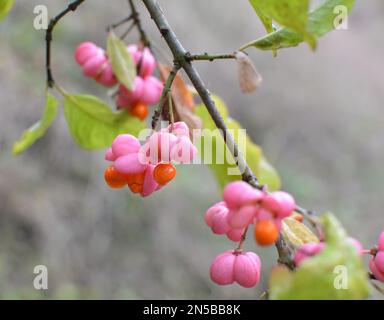 In der Natur reifte der Euonymus europaeus auf dem Zweig mit Kisten Stockfoto