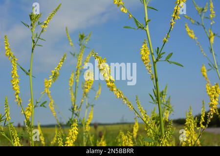 Melilot-Gelb, Rippenmelilot (Melilotus officinalis) blüht im Sommer in der Wildnis Stockfoto