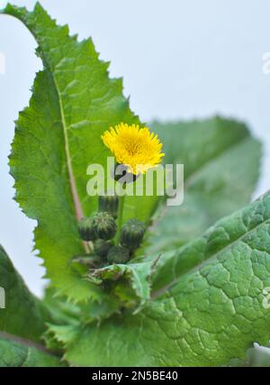 Die gelbe Gartendistel (Sonchus oleraceus) wächst in freier Wildbahn Stockfoto