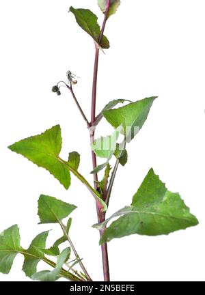 Die gelbe Gartendistel (Sonchus oleraceus) wächst in freier Wildbahn Stockfoto