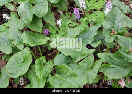 Arum (Arum besserianum) wächst im Wald im Frühjahr. Stockfoto