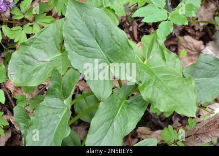 Arum (Arum besserianum) wächst im Wald im Frühjahr. Stockfoto