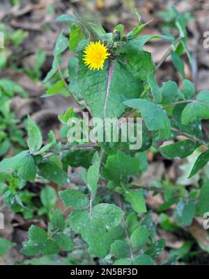 Die gelbe Gartendistel (Sonchus oleraceus) wächst in freier Wildbahn Stockfoto