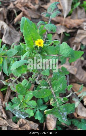 Die gelbe Gartendistel (Sonchus oleraceus) wächst in freier Wildbahn Stockfoto