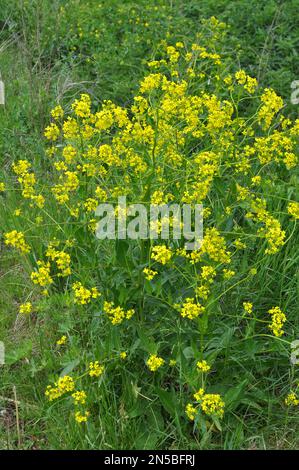 Wie Unkraut wächst Bunias orientalis in der Wildnis Stockfoto