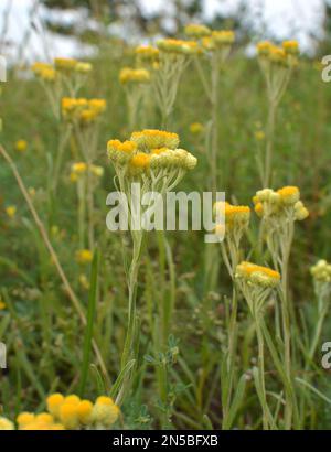 Im Sommer in freier Wildbahn blüht die unsterbliche Blüte (Helichrysum Arenarium) Stockfoto