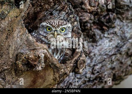 Kleine Eule (Athene noctua), aus einem Baumloch, Deutschland, Baden-Württemberg Stockfoto