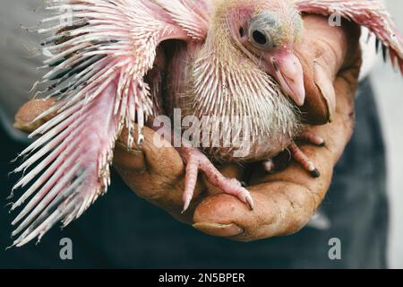 Nahaufnahme eines Taubenbabys ohne Federn in der Hand einer Person Stockfoto