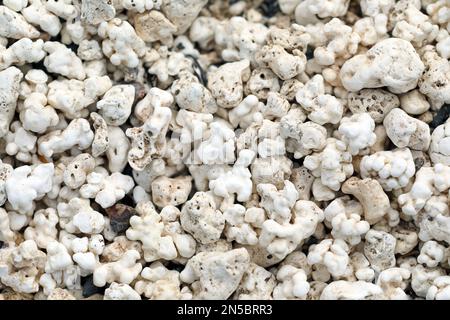 Rhodolithen, versteinerte rote Algen, die in Massen am Strand liegen, Popcorn, Kanarische Inseln, Fuerteventura, Corralejo Stockfoto