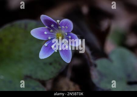 Violette Hepatica mit Blättern, die aufgrund des Aussehens und der Form der Blätter auch als Leberblätter bezeichnet werden. An einem Frühlingstag in Taylors Falls, Minnesota, USA. Stockfoto