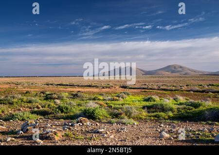 Halbwüste Laderas de la Manta grünes Licht nach Regen, vulkanische Berge im Hintergrund, Kanarische Inseln, Fuerteventura, El Cotillo Stockfoto