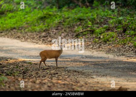 Nebenprofil bellender Hirsche Muntjac oder indischer Muntjac oder roter Muntjac oder Muntiacus muntjak ein Geweih während der Outdoor Dschungel Wildlife Safari in dhikala Stockfoto