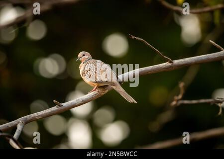 Flecktaube oder Spilopelia chinensis, Nahaufnahme oder Porträt im Bokeh-Hintergrund im Panna-Nationalpark madhya pradesh indien asien Stockfoto