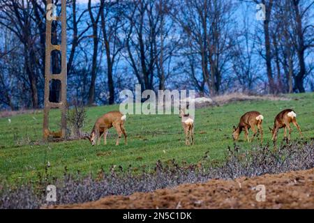 Hirsche auf einem grünen Feld in der Nähe eines Waldes Stockfoto