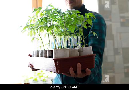 Junger Mann in karierter Jacke, der in den Händen hält, mit Tomatenkeimlingen, die in Öko-Papierbechern vor einem hellen Fenster wachsen, organisch Stockfoto