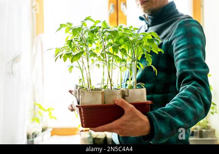 Junger Mann in karierter Jacke, der in den Händen hält, mit Tomatenkeimlingen, die in Öko-Papierbechern vor einem hellen Fenster wachsen, organisch Stockfoto
