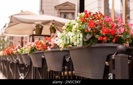 Begonia cucullata Rosa rote und weiße Blüten in Outdoor Töpfen Landschaftsgestaltung Stadt Garten Topfblüten Pflanzen Grünkonzept botanische Wachs Begonia Stockfoto