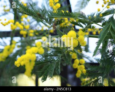 Nahaufnahme der im Februar in einem Gewächshaus im Vereinigten Königreich in einem Gewächshaus wachsenden gelben Mimosapflanzen (Acacia dealbata) Stockfoto