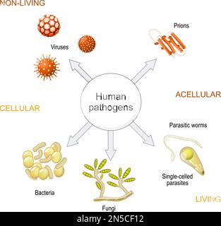 Arten von Infektionserregern von Prionen und Viren bis hin zu Bakterien, Pilzen, Würmern, einzelligen und einzelligen Organismen. Detailliertes Diagramm über Acellul Stock Vektor