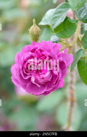 Rosa William Lobb, Rose William Lobb, Centifolia Moss Rose mit magenta-lila Blumen, Stockfoto