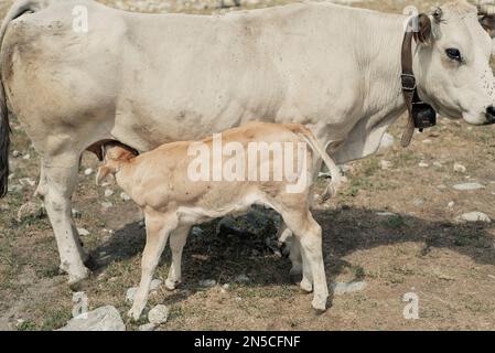 Kühe und Kälber, Cuneo (Italien) Stockfoto