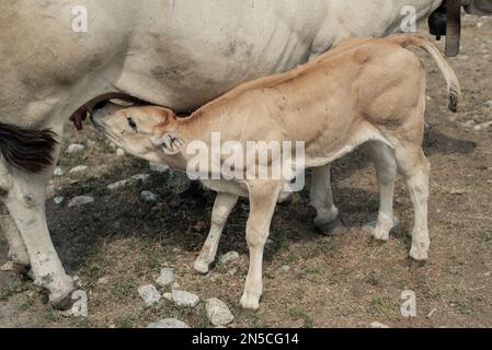 Kühe und Kälber, Cuneo (Italien) Stockfoto