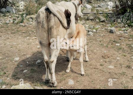 Kühe und Kälber, Cuneo (Italien) Stockfoto